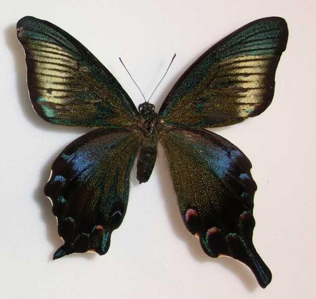 Papilio Gynandromorph 11 (Internet Image property of respective owner, non-commercial use only)